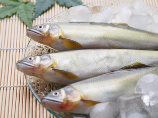 鮎
