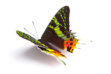 Blue and colorful butterfly on white background