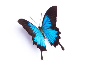 Papier Peint photo Lavable Papillon Papillon bleu et coloré sur fond blanc