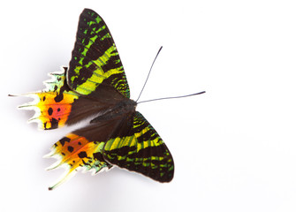 Obraz premium Blue and colorful butterfly on white background