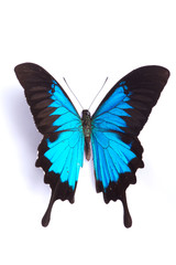 Obraz premium Blue and colorful butterfly on white background