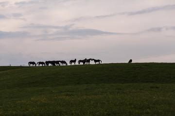 A group of horses on the top of a hill. 