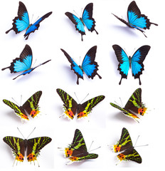 Blauwe en kleurrijke vlinder op witte achtergrond