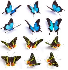 Afwasbaar Fotobehang Vlinders Blauwe en kleurrijke vlinder op witte achtergrond