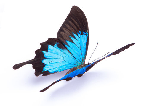 Blue and colorful butterfly on white background