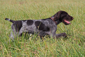 Puppy of breed German Pointer studies to hunt in the field terms 