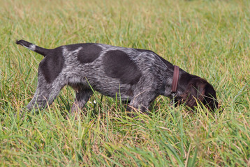 Puppy of breed German Pointer studies to hunt in the field terms 