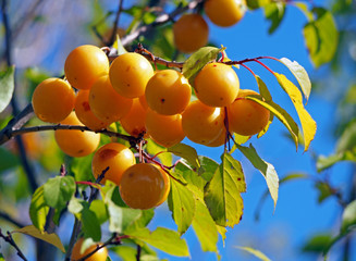 ripe yellow cherry-plum on branches