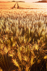 Weizenfeld unscharf als Hintergrund