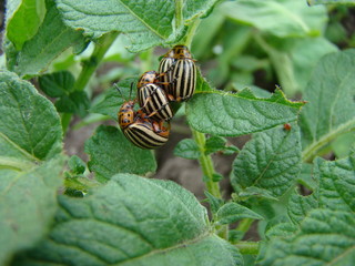 Colorado potato beetle