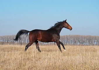 The elegant young bay stallion gallops on the field