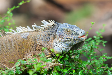 Iguana