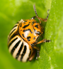 Colorado potato beetle on a green leaf. close
