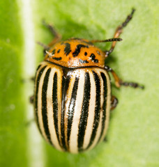 Colorado potato beetle on a green leaf. close