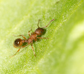 Ant on a green leaf. close