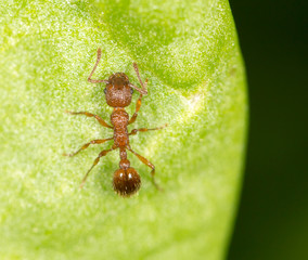 Ant on a green leaf. close