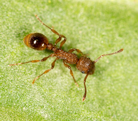 Ant on a green leaf. close