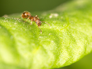 Ant on a green leaf. close