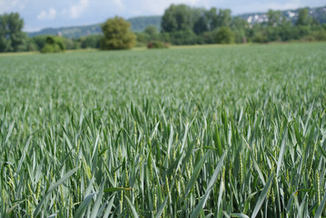 Weizen Feld