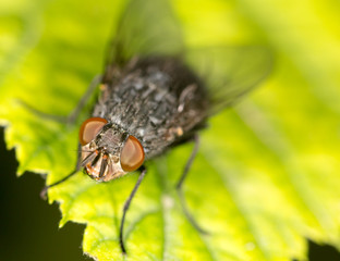 fly on a green leaf. close