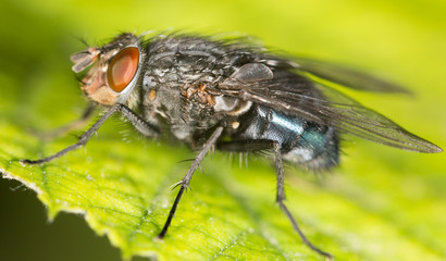 fly on a green leaf. close