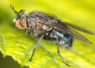 fly on a green leaf. close