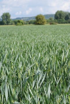 Weizen Feld