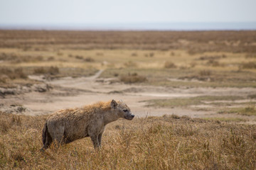 Naklejka na ściany i meble Serengeti Hyena