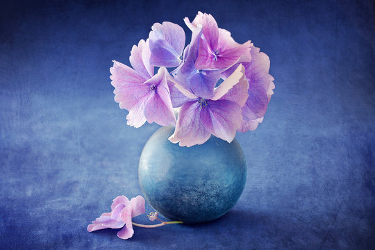 beautiful  hydrangea flowers in a vase on a blue background . 