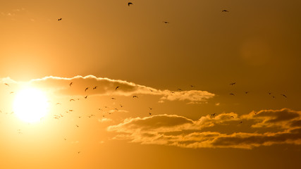 a flock of birds at sunset
