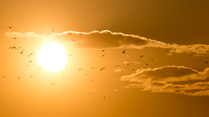 a flock of birds at sunset
