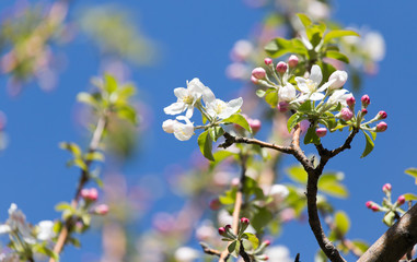 beautiful flowers on the branches of apple trees