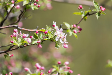 Obraz na płótnie Canvas beautiful flowers on the branches of apple trees