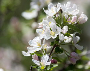 beautiful flowers on the branches of apple trees