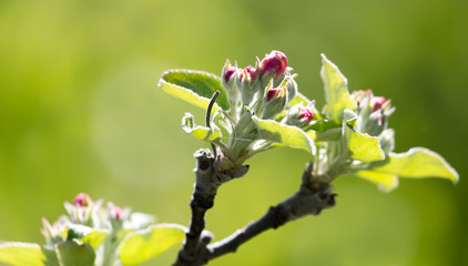 beautiful flowers on the branches of apple trees