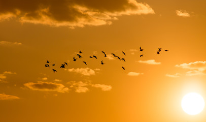 a flock of birds at dawn, the sun