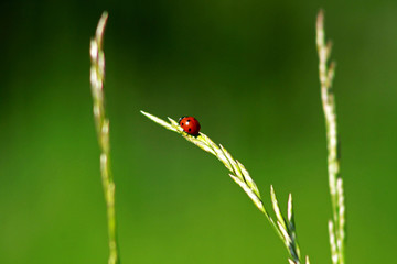 Obraz premium Ladybug on thin green stalk