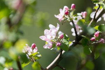 beautiful flowers on the branches of apple trees