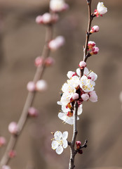 beautiful flowers on a tree in spring