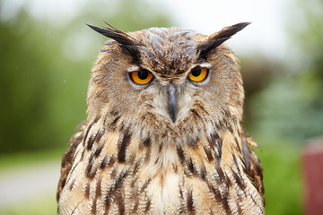 Close up of an owl