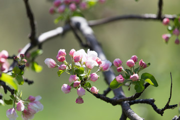 beautiful flowers on the branches of apple trees