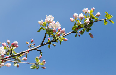beautiful flowers on the branches of apple trees