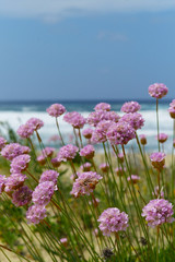 Fototapeta premium fiori sulla spiaggia