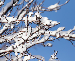 branch of a tree in the snow against the blue sky