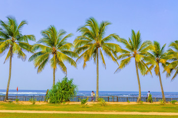 Amazing sandy beach with coconut palm  - 84399796