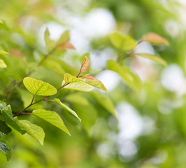 beautiful leaves on the tree in nature