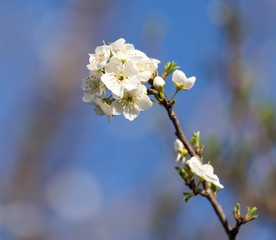 Obraz premium Beautiful flowers on the tree in nature