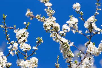 Beautiful flowers on the tree in nature