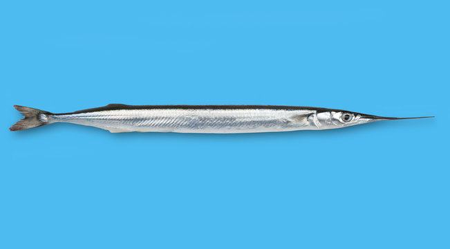 Flat Needlefish