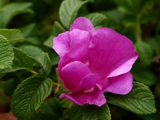 wild rose-rosa Canina bush with pink flower